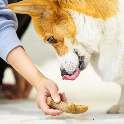 GiGwi贵为狗狗玩具鹿角磨牙棒哈士奇柯基贵宾幼成犬耐咬宠物玩具图5