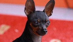 小鹿犬如何看纯不纯 纯种迷你杜宾犬辨认办法