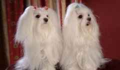 马尔济斯犬如何养 马尔济斯犬饲养办法及需要注意的地方