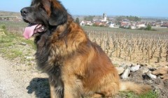 兰波格犬如何养 兰波格犬喂养办法