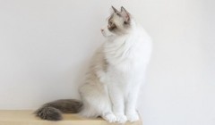 猫可以吃煮鸡蛋吗