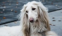 狗狗也需要按期剪指甲