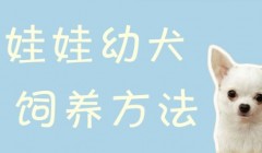 吉娃娃幼犬饲养办法