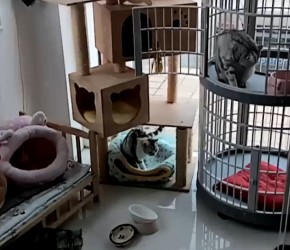 爱宠乐宠咖丨家庭宠物犬猫冬季应该这样去护理