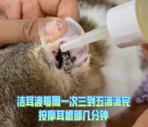 猫咪耳朵长虫了怎么办 #宠物好物 #猫咪耳螨清洁 猫咪耳朵有黑色东西