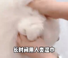 家长们注意了，给毛孩子做清洁一定要用宠物专用湿巾#萌宠好物 #宠物湿巾 #新手养狗