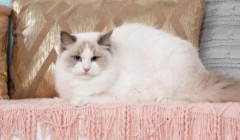 布偶猫怎么养？你知道怎么帮布偶猫选猫粮吗？