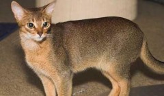 阿比西尼亚猫性格如何？