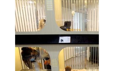 【宠物店】 宠物店诚邀加盟