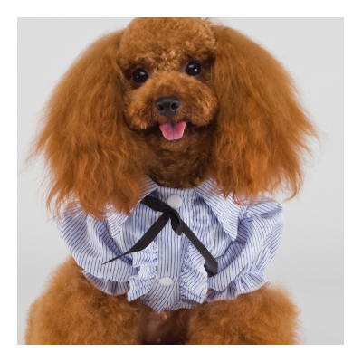 【宠物服装店】 宠物服装店诚邀加盟图4