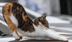 为啥狗的服从性更高，但是养猫的人却越来越多呢？有啥科学解释？