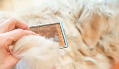 清理爱犬身上死毛的技巧