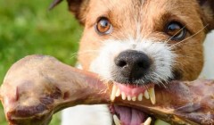 狗狗疯狂拆家如何破？这4个小秘诀省心又省钱！