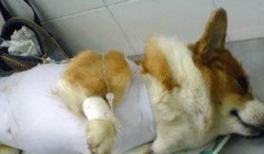 为宠物节育有哪些好处