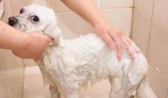 给狗狗洗澡的4个步骤