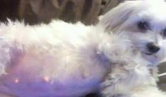 如何预防狗难产？