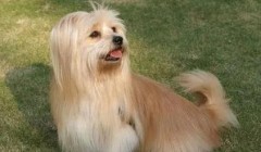 狗狗湿疹的病因症状与防治手段