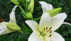 这五种植物对狗狗有害