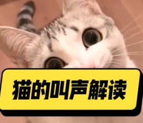 猫的叫声解读，猫叫声的含义，养猫经验分享，养猫小知识，宠物知识小课堂