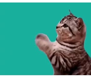 猫的肢体语言解读，猫动作的含义，养猫经验分享，养猫小知识，宠物知识小课堂