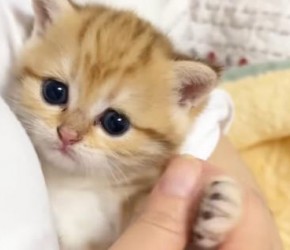 5个关键期别乱养！猫咪不粘人秘诀大公开