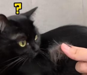 养黑猫的朋友一定要记得给猫洗澡，说不定洗着洗着他就变成白猫了！