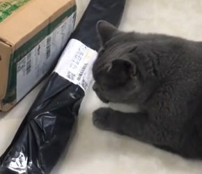 猫玩具开箱评测：猫咪更喜欢哪种玩具呢？