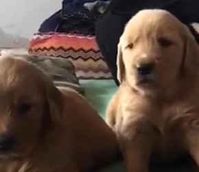 常见的宠物狗的品种及其价格大全!