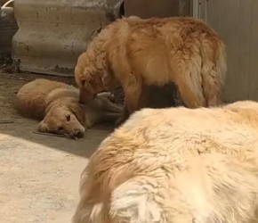 宠物狗感染细小怎么办？农村小伙这个治疗方法，比宠物医院都管用