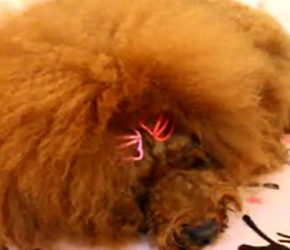 宠物狗毛发修剪方法教学视频;狗毛发修剪教程