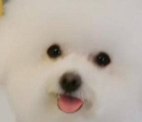 十大最适合家庭养的宠物狗之比熊犬、柯基犬、萨摩耶、巴哥犬