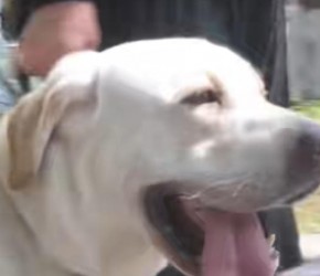 宠物狗“上学” 练习搭乘电动车