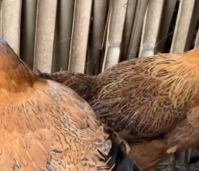 宠物狗宠物猫你见过，你见过宠物鸡吗