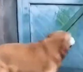 神似人类的金毛犬，神奇之处令人叹为观止