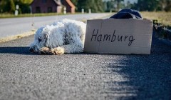 阿拉斯加可以吃炒饭吗,阿拉斯加吃饭问题