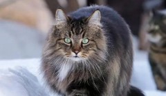 养猫久了才了解，宠物猫忽然满屋子“疯跑”是在给你这类信号！