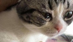 宠物猫伤心的三种表现 最好多陪陪我们的宠物猫