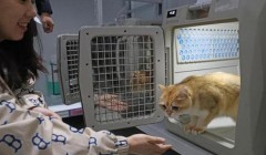 宠物猫也能坐高铁 山西首开高铁宠物托运服务
