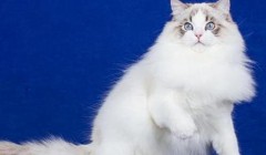 布偶猫总是拉稀怎么办？小宠医师讲解布偶猫拉稀