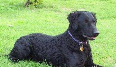 卷毛寻回猎犬的品种介绍