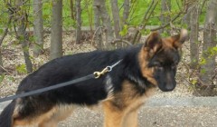 德牧如何练习大小便