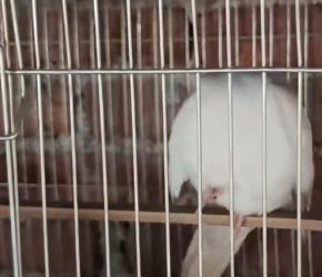 饲养鹦鹉是不能长期用笼布盖住的，这样会让鹦鹉的生物钟混乱