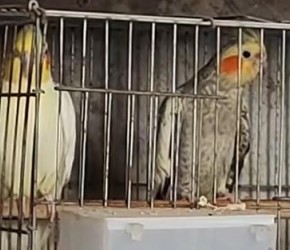 饲养玄凤鹦鹉的三大禁忌，你都了解了几个？