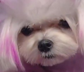 宠物美容师带来精美作品，狗狗造型独特，吸引无数目光