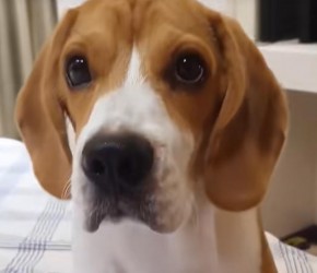 宠物美容第一弹，如何在家正确修剪狗狗的指甲，这些技巧非常有用