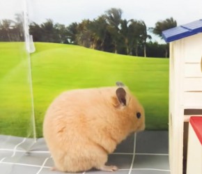 宠物日常：饲养小仓鼠为什么要一鼠一笼养？