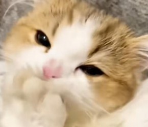 冬季养猫：这七件大事你一定要知道