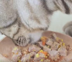 自制猫饭-猫食鸡肉沙拉