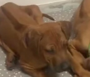 养狗小技巧，学会了会省去你很多的烦恼