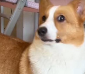 新手养狗，如何教会一只狗狗帮主人拿水！